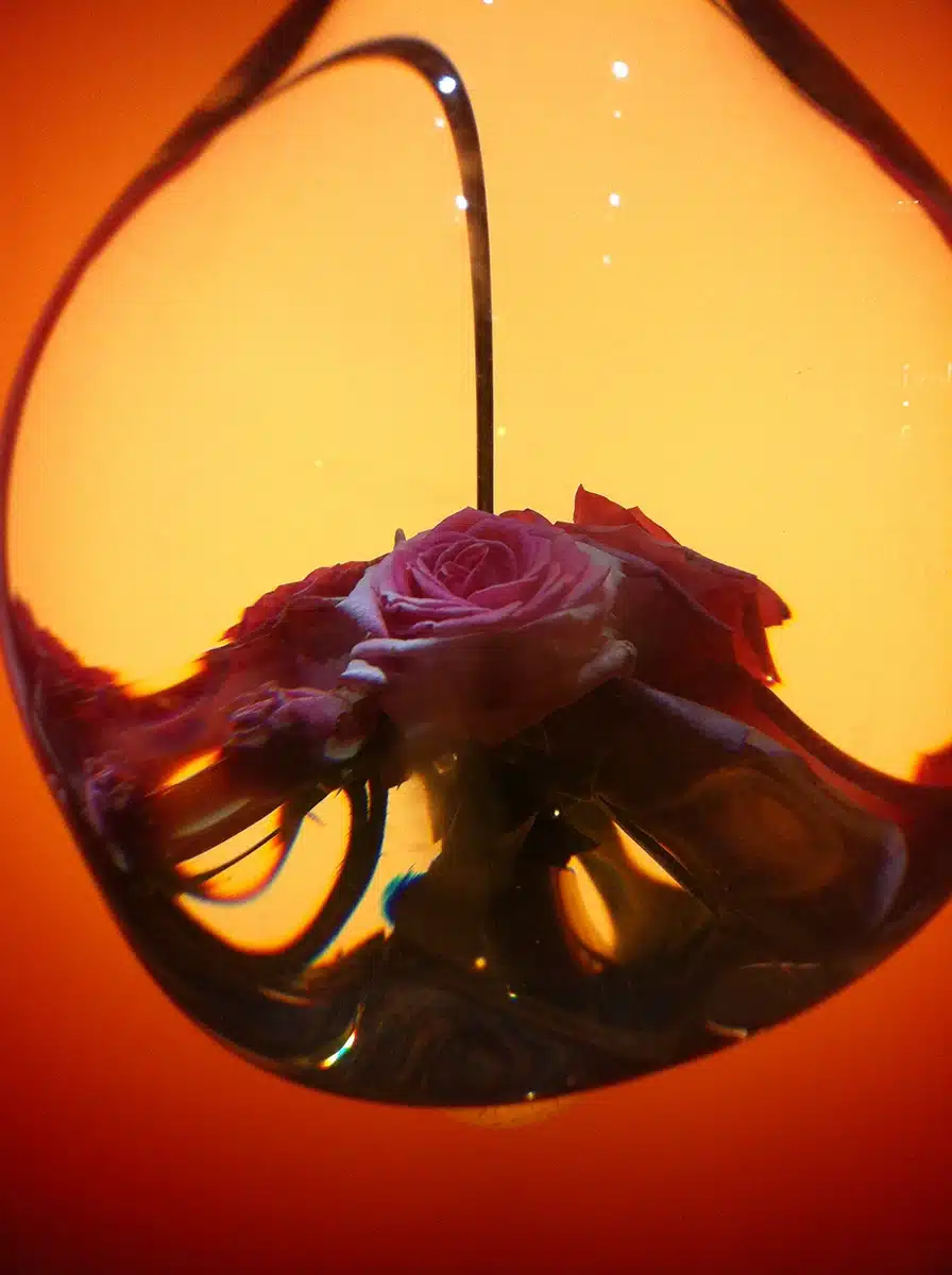 Une vitrine où une ampoule géante, éclairée d’un fond orangé, contient des roses violettes en suspension, créant un effet de loupe à la fois poétique et surprenant.